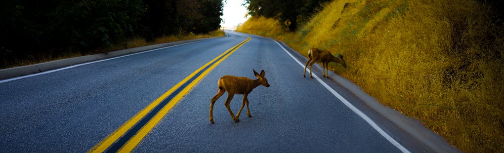 photo of deer crossing the road
