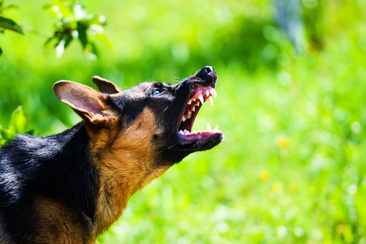 Angry Dog Attacks. The Dog Looks Aggressive And Dangerous. German Shepherd Angry Dog Attacks. The Dog Looks Aggressive And Dangerous. German Shepherd