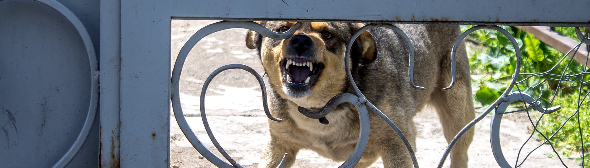 Angry Dog ​​barks